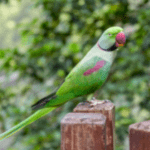 Alexandrine Parakeet