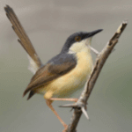 Ashy Prinia