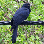 Asian Koel