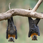 Bat