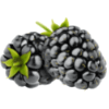 Black Berry