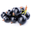 Black Currant Fruits
