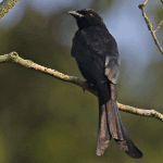Black Drongo