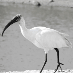 Black-Headed IBIS