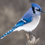 Blue jay