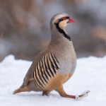 Chukar Partridge
