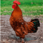 Cock