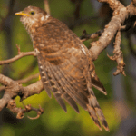 Common Hawk-Cuckoo