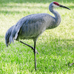 Crane