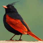 Crested Bunting