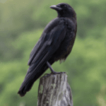 Crow