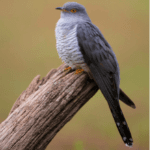 Cuckoo