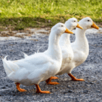 Duck