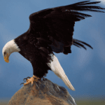 Eagle Eagle