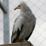 Egyptian Vulture