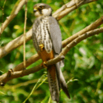 Eurasian Hobby