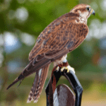 Falcon/ Falco