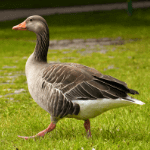 Goose