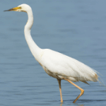 Great Egret
