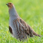Grey Partridge