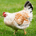 Hen