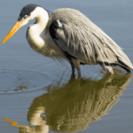 Heron
