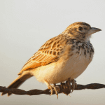 Indian Bush Lark