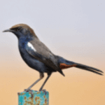 Indian Robin