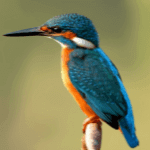 Kingfisher