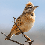 Lark