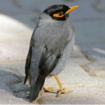 Mynah