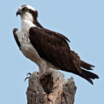 Osprey