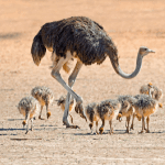 Ostrich
