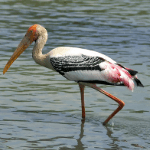 Painted Stork