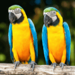 Parrot