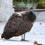 Peahen