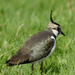 Pewit