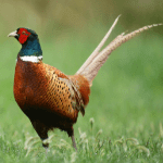Pheasant
