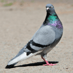 Pigeons/ Dove