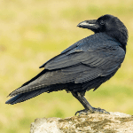 Raven