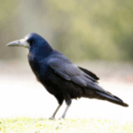 Rook