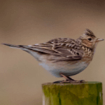 Skylark