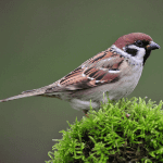 Sparrow