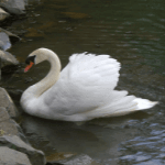Swan
