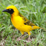 Weaver