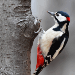 Woodpecker