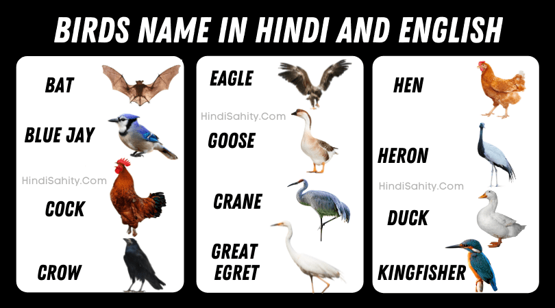 birds name in hindi birds name in hindi
